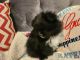 Pomeranian Puppies for sale in Fort Smith, AR, USA. price: NA