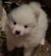 Pomeranian Puppies for sale in Douglasville, GA, USA. price: $975
