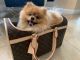 Pomeranian Puppies for sale in Hollywood, FL, USA. price: $5,000