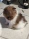 Pomeranian Puppies for sale in Montevallo, AL 35115, USA. price: $900