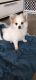 Pomeranian Puppies for sale in Haven, KS 67543, USA. price: NA