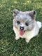 Pomeranian Puppies for sale in San Diego, CA, USA. price: $2