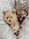 Pomeranian Puppies for sale in West Bloomfield Township, MI, USA. price: $2,000