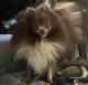 Pomeranian Puppies for sale in Douglasville, GA, USA. price: $500