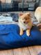 Pomeranian Puppies for sale in Durango, CO 81301, USA. price: $700