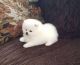 Pomeranian Puppies for sale in Charlotte, NC, USA. price: $650