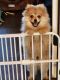 Pomeranian Puppies for sale in Bowling Green, KY 42104, USA. price: $1,000