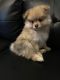 Pomeranian Puppies for sale in Portland, OR, USA. price: $1,000