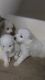 Pomeranian Puppies for sale in Virudhachalam, Tamil Nadu 606001, India. price: 14000 INR