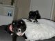 Pomeranian Puppies for sale in San Antonio, TX 78240, USA. price: $1,500