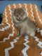 Pomeranian Puppies for sale in Medway, OH 45341, USA. price: NA
