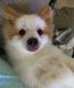 Pomeranian Puppies for sale in Hutto, TX 78634, USA. price: $500