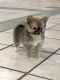 Pomeranian Puppies for sale in Altamonte Springs, FL, USA. price: NA