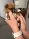 Pomeranian Puppies for sale in Enid, OK, USA. price: $1,700