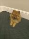 Pomeranian Puppies for sale in Rogersville, MO 65742, USA. price: NA