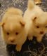 Pomeranian Puppies for sale in Syracuse, NY, USA. price: NA