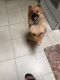 Pomeranian Puppies for sale in Melrose Park, IL, USA. price: NA