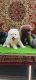 Pomeranian Puppies for sale in 8th Phase, J. P. Nagar, Bengaluru, Karnataka, India. price: 20,000 INR