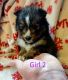 Pomeranian Puppies for sale in Locust, NC, USA. price: NA