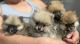 Pomeranian Puppies for sale in Marshalltown, IA 50158, USA. price: $1,000