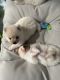 Pomeranian Puppies for sale in Fairfax, VA 22030, USA. price: $4,000