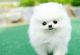Pomeranian Puppies for sale in Florida's Turnpike, Orlando, FL, USA. price: $700