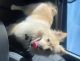 Pomeranian Puppies for sale in 8722 Sevano Cir NE, Albuquerque, NM 87113, USA. price: $600