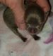 Pomeranian Puppies for sale in Weatherford, TX, USA. price: $2,800