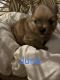 Pomeranian Puppies for sale in Billings, MT, MT, USA. price: NA