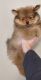 Pomeranian Puppies for sale in Austin, TX, USA. price: $1,000