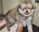Pomeranian Puppies for sale in Austin, TX, USA. price: $1,300