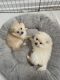Pomeranian Puppies for sale in Pocono Summit, PA 18346, USA. price: NA