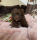 Pomeranian Puppies for sale in Keller, TX, USA. price: $975