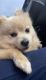 Pomeranian Puppies for sale in Roseville, CA, USA. price: NA