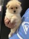 Pomeranian Puppies for sale in El Cajon, CA, USA. price: NA