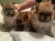 Pomeranian Puppies for sale in Dearborn, MI, USA. price: $1,400