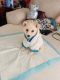 Pomeranian Puppies for sale in Long Beach, CA, USA. price: NA