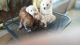 Pomeranian Puppies for sale in Long Beach Blvd, Long Beach, CA, USA. price: NA