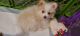 Pomeranian Puppies for sale in Portland, OR, USA. price: $1,200