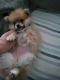 Pomeranian Puppies for sale in Bethlehem, PA, USA. price: NA