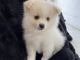 Pomeranian Puppies for sale in El Cajon, CA, USA. price: $1,000