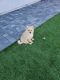 Pomeranian Puppies for sale in 8385 Haven Cove Ave, Las Vegas, NV 89113, USA. price: $1,100