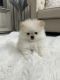 Pomeranian Puppies for sale in Manchester, CT, USA. price: NA