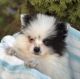 Pomeranian Puppies for sale in Portland, OR, USA. price: NA