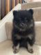 Pomeranian Puppies for sale in Littleton, CO 80126, USA. price: NA