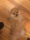 Pomeranian Puppies for sale in Portland, OR, USA. price: $900