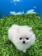 Pomeranian Puppies for sale in 3705 W Pico Blvd, Los Angeles, CA 90019, USA. price: NA