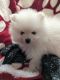 Pomeranian Puppies for sale in Warsaw, IN, USA. price: $1,900