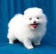 Pomeranian Puppies for sale in Houston, TX, USA. price: NA