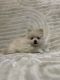 Pomeranian Puppies for sale in Tin Top, TX 76087, USA. price: NA
